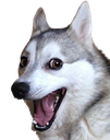 :bad_pun_dog: