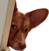 :peaking_dog: