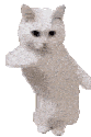 :CatDancing: