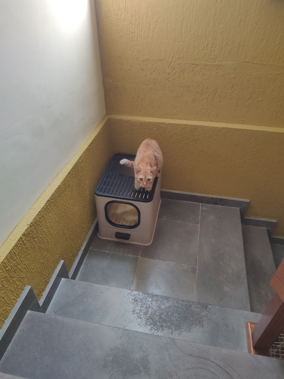 Foto de uma escadaria, no fundo uma caixa de areia com paredes e uma gata amarela saindo por cima.